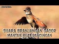 Suara Branjangan Buat Pancingan Biar Burung Gacor.