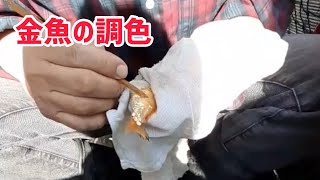 【地金】金魚の調色【大阪らんちゅう】五大地金魚の飼い方vol.4