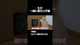 だだ一緒に居たい子猫がかわいい #shorts