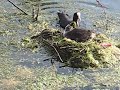 coots オオバンの親子