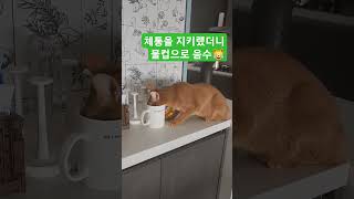 물마시는 모모😺 물은 컵에 따라놓은게 약수!