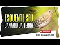 esquente seu canário da terra macho e fêmea tube pássaros