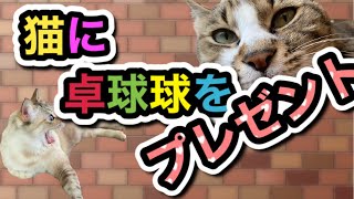 【第３回】猫たちに卓球の球をあげてみたら、こんな感じになりました♪