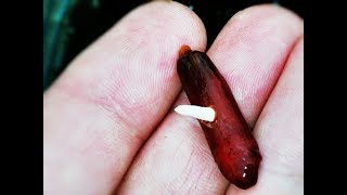 DATULJA/Date Palm - od sjemenke do biljke /How to Grow Date Palm from seed/