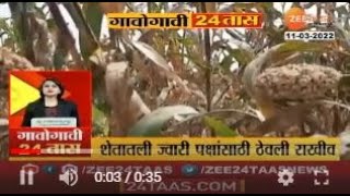 Pune | मावळ तालुक्यातील शेतकऱ्याने पक्ष्यांसाठी चक्क ज्वारीते शेत ठेवले राखून