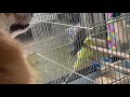 驚異！予想外な出来事にビックリするインコ