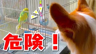 驚異！予想外な出来事にビックリするインコ