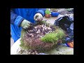 how to plant a hanging basket ball of dwarf daffodils tete a tete