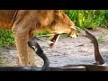 Danger! The Lion King Was Bitten By A Cobra With Extremely Powerful Venom When The Lion Taunts It