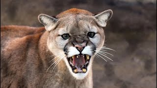 aggressive cougar sound