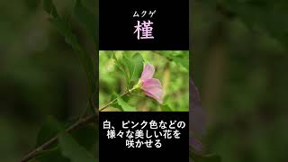 ムクゲ解説#shorts　＃槿　＃ムクゲ　＃花木　＃植物解説