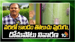 వరిలో కాండం తొలుచు పురుగు, దోమపోటు నివారణ | Falling Cultivation tips | Matti Manishi | 10TV