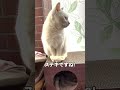 白猫に近づいてみたらステキだった shorts 猫