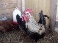 death metal chicken