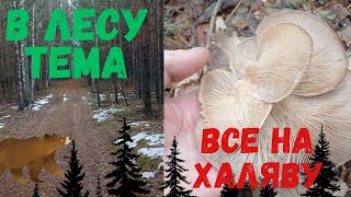 🌲🌲🌲Бесплатная еда🍖🍗🥩 и лекарство💉💉💉зимой🥶🥶🥶