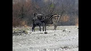 Tau Cam ~ Rescue of Baby Zebra stuck in the muddy water! Sept17, 2024