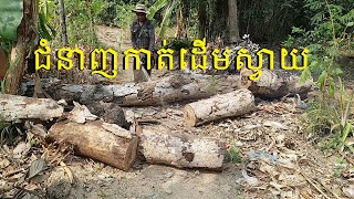 អ្នកជំនាញកាត់ដើមឈើ | Tree Cutting Experts