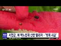 서천군 벼 먹노린재 산란 빨라져 방제 시급 대전mbc