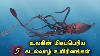 உலகின் மிகப்பெரிய 5 கடல்வாழ் உயிரினங்கள்