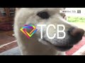 tcb 東京中央美容外科のテレビcmを柴犬がやってみた