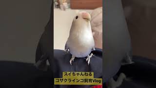 可愛い過ぎる鳴き声とダンス【コザクラインコ】