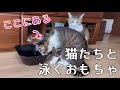 おもちゃと猫と飼い主の・・・