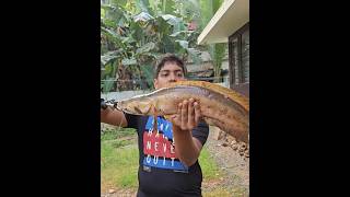 Morning Catch 🌄 #froglure #snakeheadfish #fishing #proggy #frogfish #reels #lucana #kerala #frog