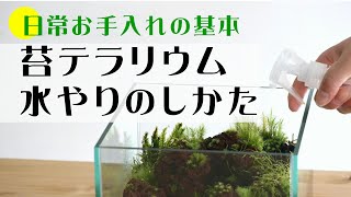 苔テラリウムの水やりの仕方｜【苔テラリウム育て方＆メンテナンス＃02】