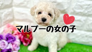 ミックス犬・マルプーの子犬　（平野瓜破）