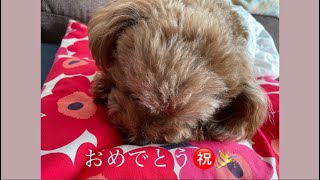 【愛犬トイプードル】祝・6歳の誕生日/happy birthday day