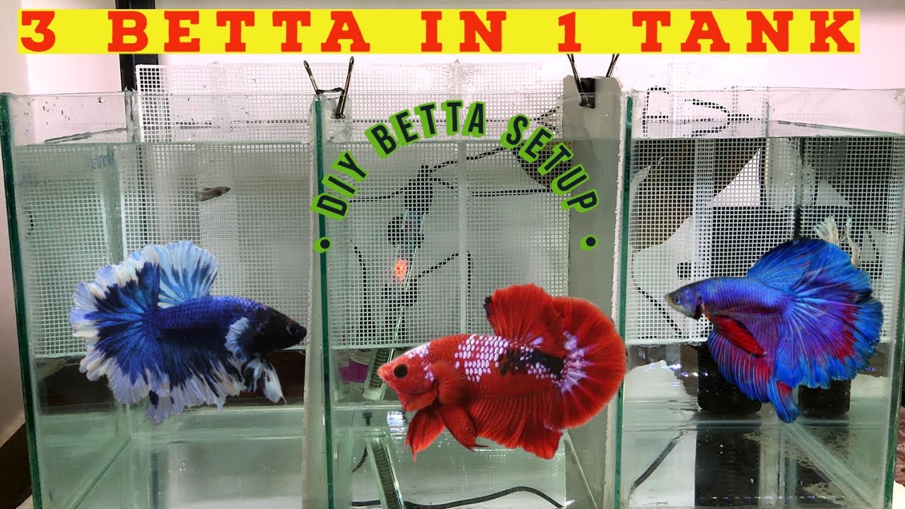 How To Setup Betta Aquarium | DIY Betta Partition Tank | Betta Tank ...