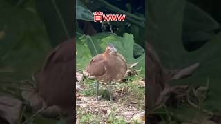 【ズグロミゾゴイ】石垣島で見かけた野鳥の首がすごかった Gorsachius melanolophus #野鳥 #bird #birdwatching #okinawa