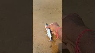 amazing catching Pangasius fish feeder fishing in river fishing in Telugu #fish  #shortvideo #shorts