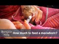 ✔️ How much and how often should I feed a newborn kitten?