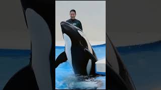 Orca Showing Love to His Trainer