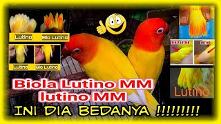 Perbedaan Lovebird Lutino mm dan Biola Lutino mm