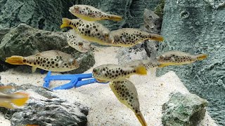 Spotted Congo Pufferfish Tetraodon schoutedeni 100% Freshwater