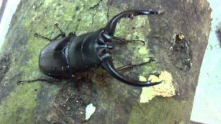 HD Prosopocoilus dissimilis dissimilis from Kingdom of Beetle Taiwan (origin :Japan).MP4