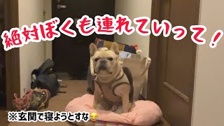 旅行前日から玄関でねんねして、置いてかれないようにしようとするフレブルが可愛い😂　#犬 #フレンチブルドッグ #旅行