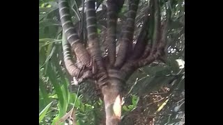 অবিশ্বাস্য!!! ১৪ মাথা বিশিষ্ট্য সুপারি গাছ ||Unbelievable !! 14 head of nut tree||