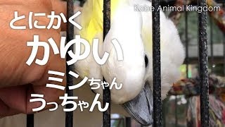 とにかく痒いキバタンうっちゃん＆コザクラミンちゃん【神戸どうぶつ王国】今日はバンザイは封印エンドレスで撫で撫でして欲しいキバタンうっちゃん