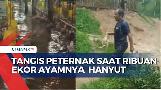 Viral! Peternak Menangis Histeris saat Ribuan Ekor Ayamnya Hanyut Diterjang Banjir Bandang