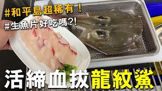 鯊魚？魟魚？和平島捕獲多隻神秘巨獸「龍紋鯊」，直接活締並嘗試吃生魚片 !