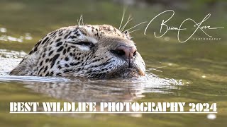 Best Wildlife Photography of 2024 - Borneo/Sri Lanka/Brazil - With Relaxation Music