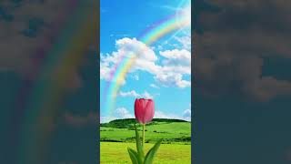 Amazing TULIPS FLOWER #shorts #trendingshorts #viralshorts #youtubeshorts