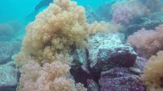 The Secret Garden - Nine Pin Islands / 秘密花園 - 果洲群島 ** 香港本地潛水系列 **