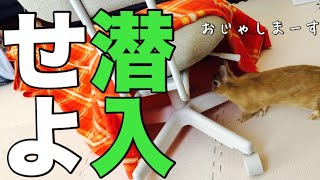 昼休憩中の嫁ちゃんの元にうさぎを投入してみた #456