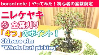 ニレケヤキ盆栽③全葉刈り4つのポイント｜Chinese elm “Whole leaf picking”／bonsai