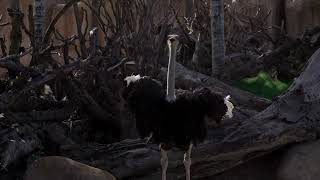 4K Ostrich the Flightless Bird - African Wildlife Documentary Film with Narration \\ Animal Kingdom