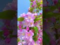 malus spectabilis flowers flowergarden nature fypシ trending viralshortsvideo viral video